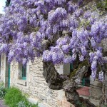 Glycine