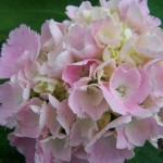 Hortensia