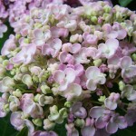 Hortensia