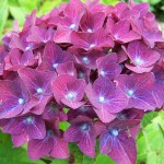 Hortensia